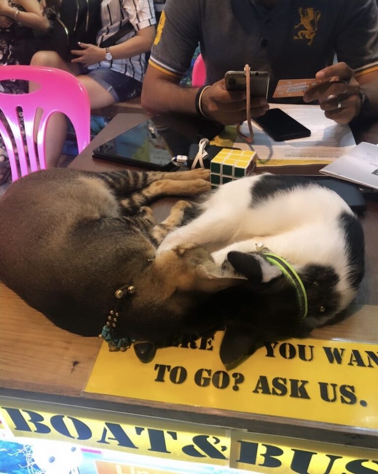 Koh Lipe Island 7 MOST Dangerous Animals You Should Know About