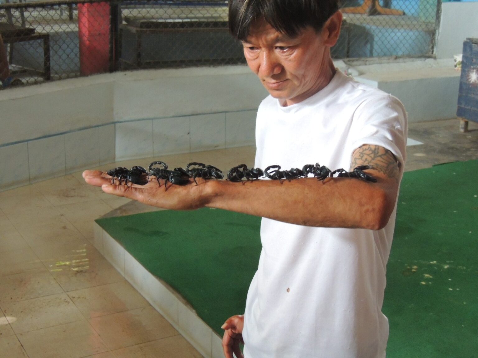 Koh Lipe Island 7 MOST Dangerous Animals You Should Know About